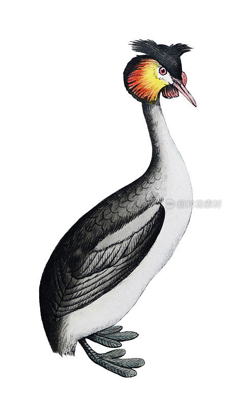 大冠grebe (Podiceps cristatus) -老式彩色插图孤立的白色背景